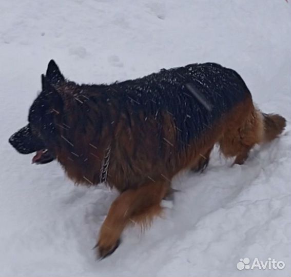 Кобель на вязку