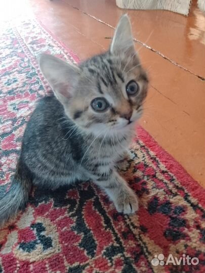 Кошечка подросток в добрые руки