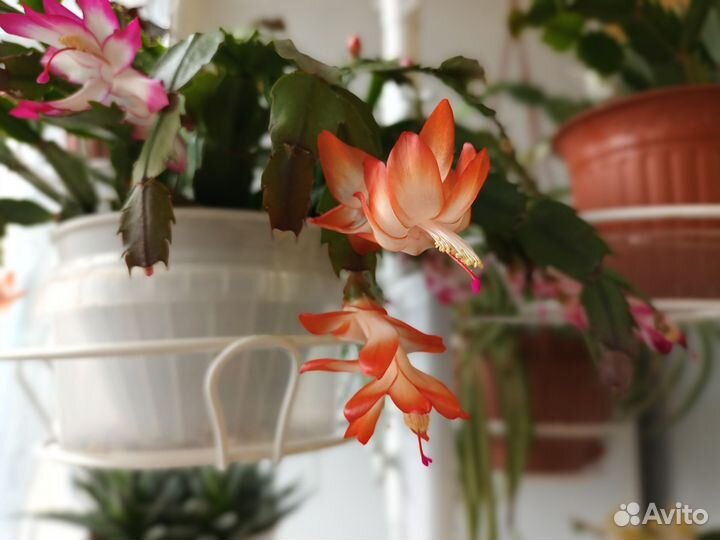 Шлюмбергеры,черенки