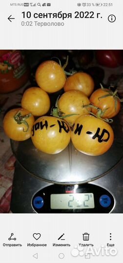 Коллекционные сорта томатов