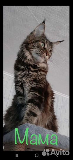 Котята мейн-кун