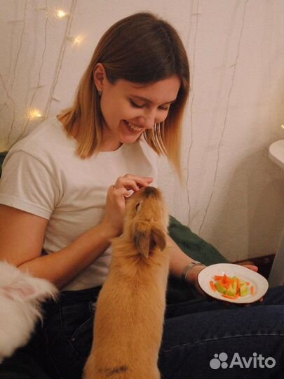 Билет в кафе с кроликами