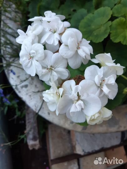 Пеларгония герань