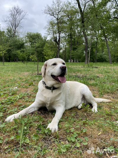 Кобель лабрадора вязка