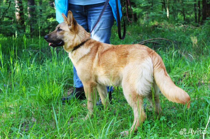 Бельгийская овчарка метис