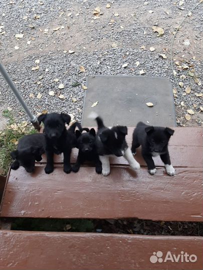 Щенята в добрые руки