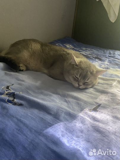 Шотландский кот