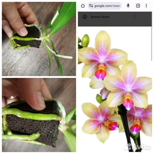 Орхидеи