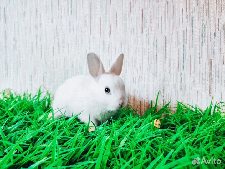 Карликовый кролик - гермелин и другие породы