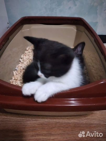 Котята. Феликс 3 шт