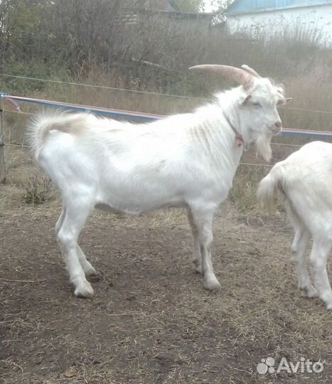 Козел на вязку