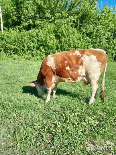 Продаётся корова. Телилась 2 раза