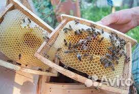 Пчелы. Перга.Мед