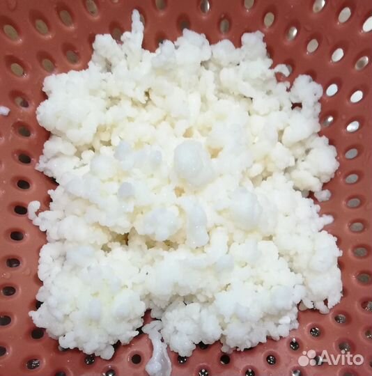 Кефирный тибетский молочный гриб