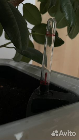 Фикус каучуконосный