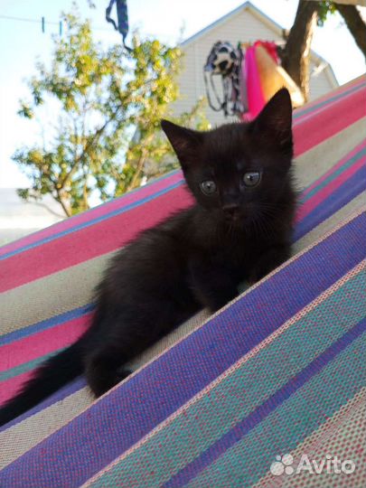 Котик в добрые ручки