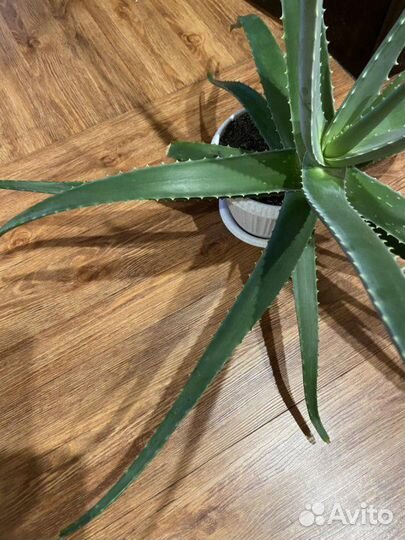 Цветок Алоэ