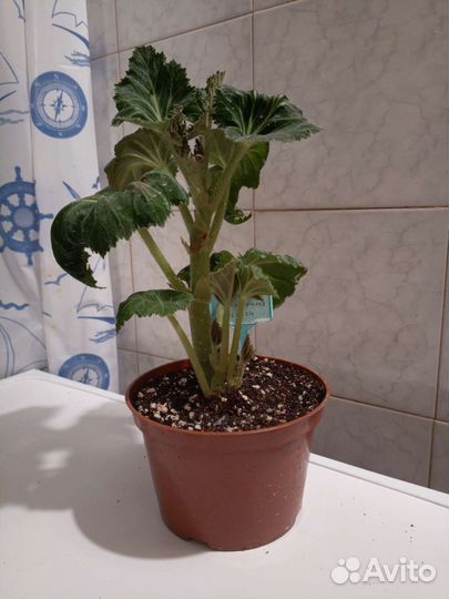 Бегония клубневая