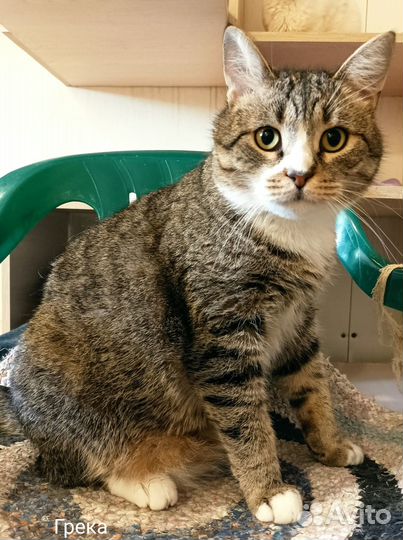 Ищем дом котику