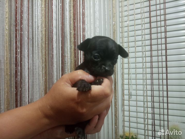 Щенок Той-терьера