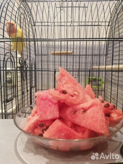 Продам самку неразлучника с клеткой