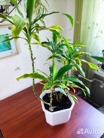 Пальма драцена