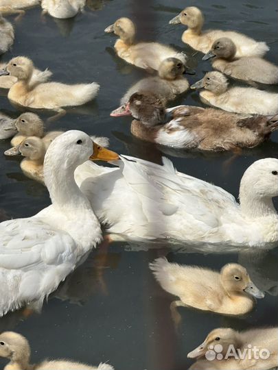 Пекинская утка