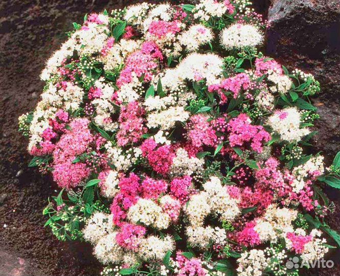 Спирея японская Широбана 