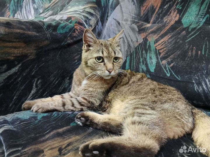 Домашние кошки