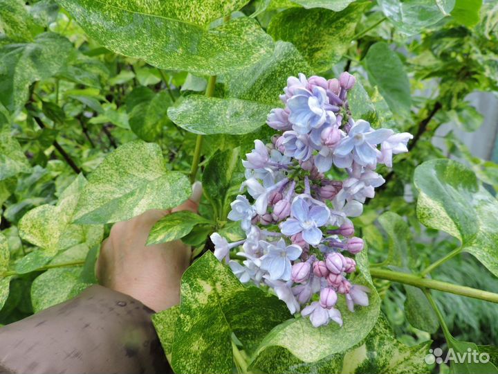 Сирень Аукубафолия с пестрой листвой