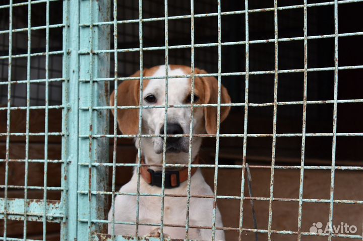 Шикарная гончая из приюта