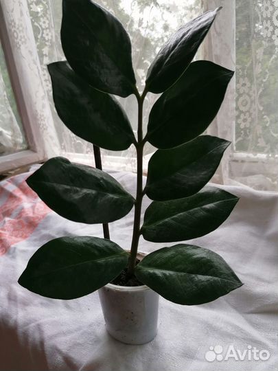 Продам комнатные цветы