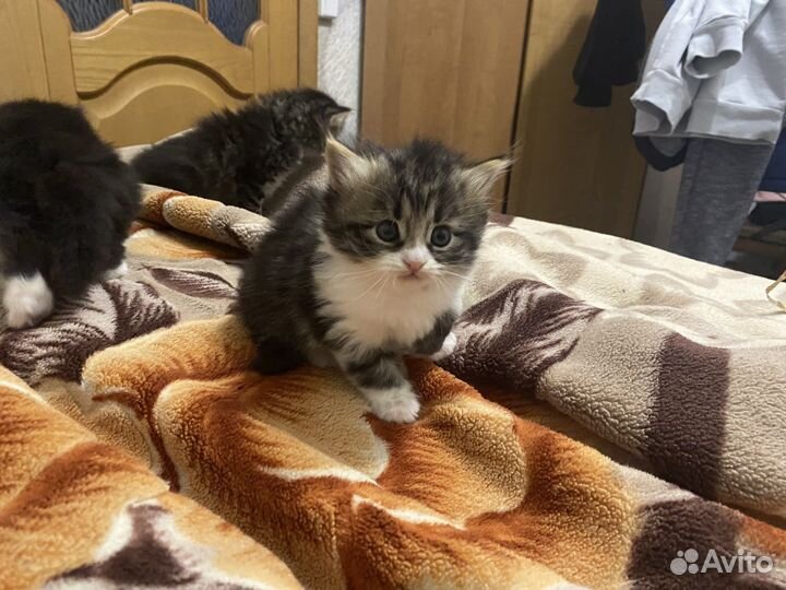 Котята в добрые руки