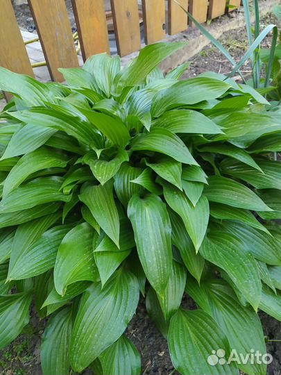 Растения цветы для сада