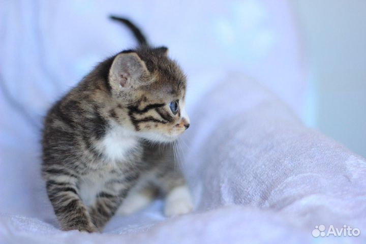 Мальчик в добрые руки, 1,5 месяца