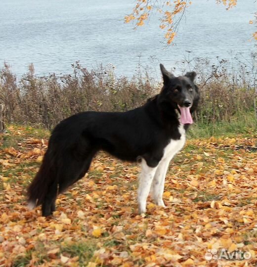 Красивая Собака