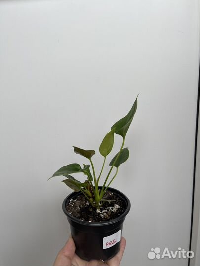 Антуриум красный, ирезине, сингониум