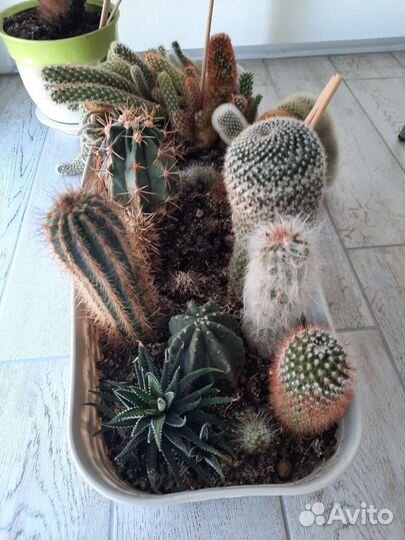 Кактусы и суккуленты