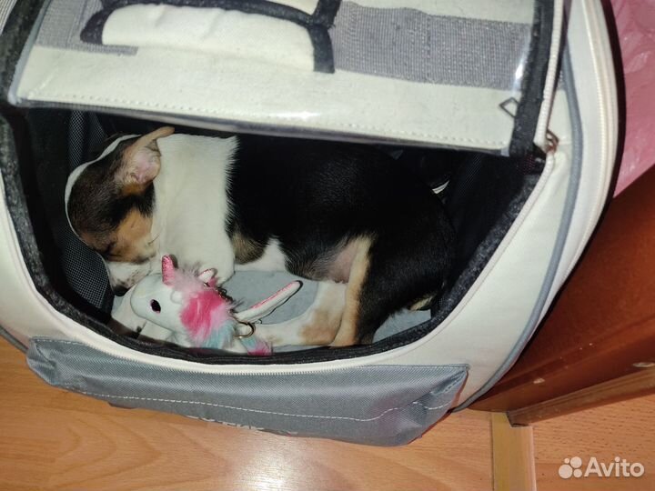 Джек Рассел девочка