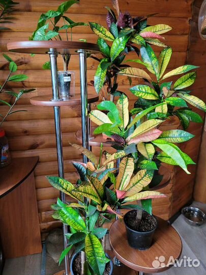 Кротон Миссис Айстон