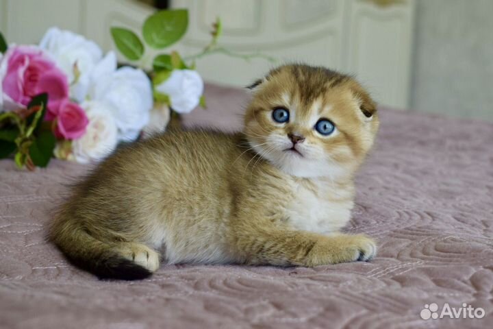 Шотландские котята