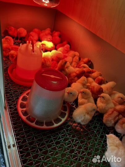 Цыплята суточные ломан браун