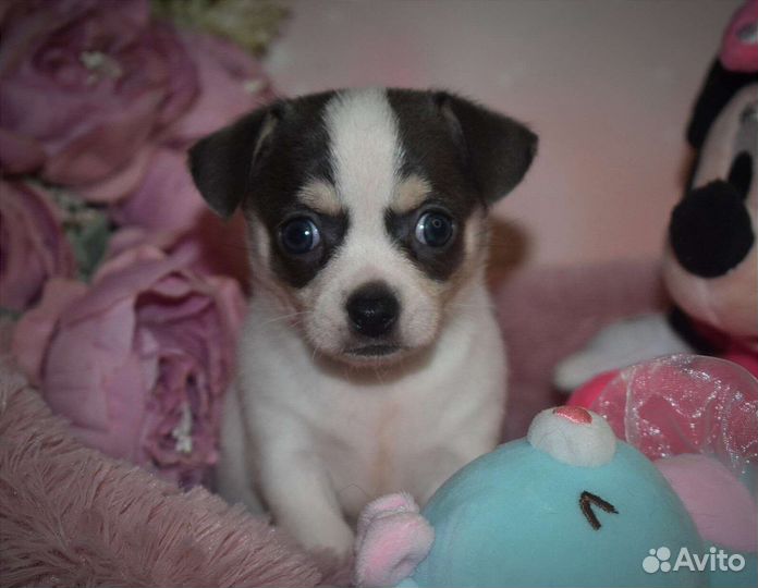 Щенки чихуахуа
