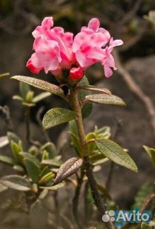 Семена Рододендрон Адамса (Саган-Дайля)