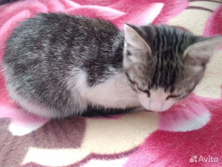 Котенок в добрые руки