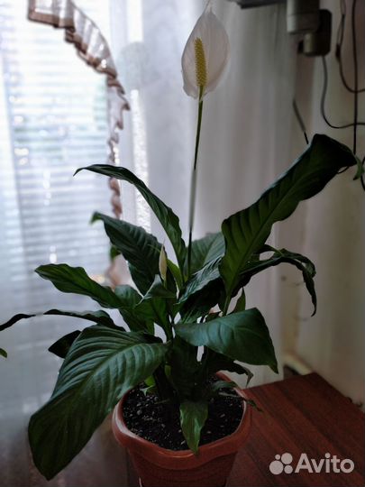 Спатифиллум