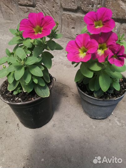 Петуния ампельная рассада