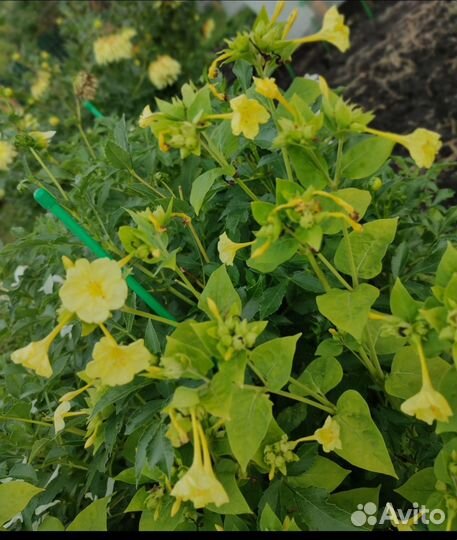 Семена цветов Ночная Зорька (мирабилис)