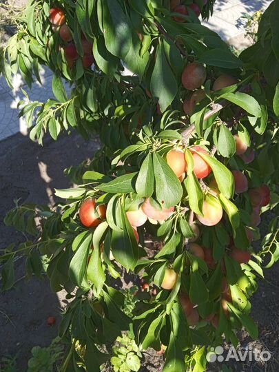 Слива свежая,яблочки,ронетка