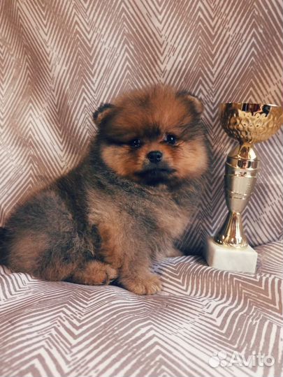 Мини мишки шпицы